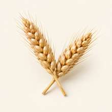 Triticum vulgare