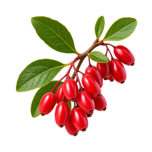 Berberry